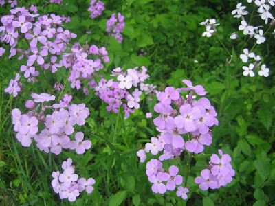 Dame's Rocket (Hesperis matronalis)