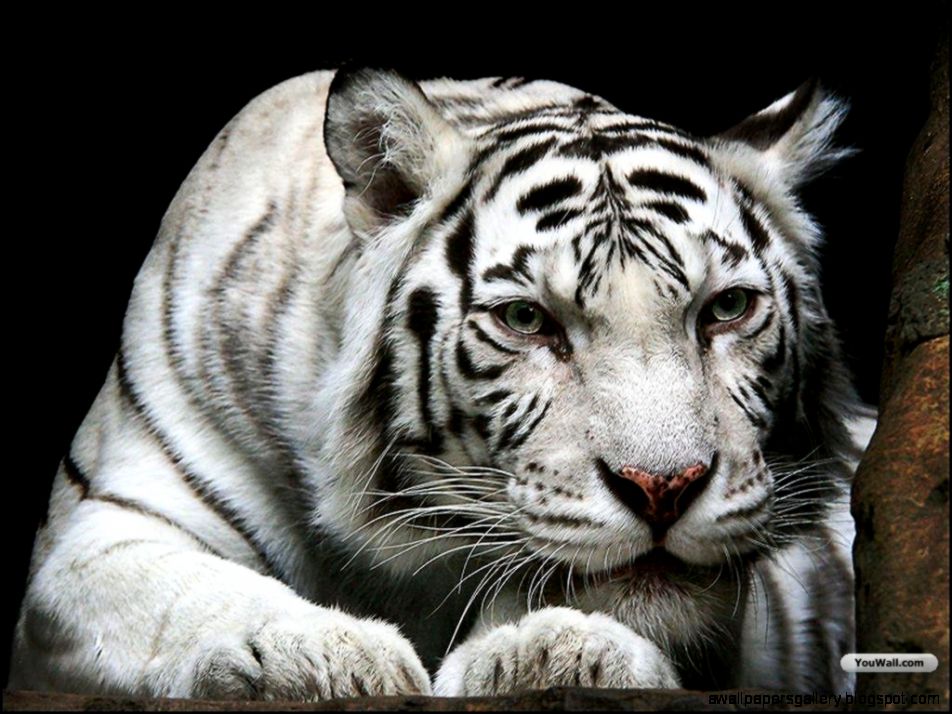Baby White Tiger Wallpapers and Background Baby White Tiger Wallpapers and Background