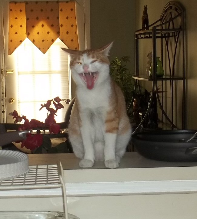 So Ferocious!