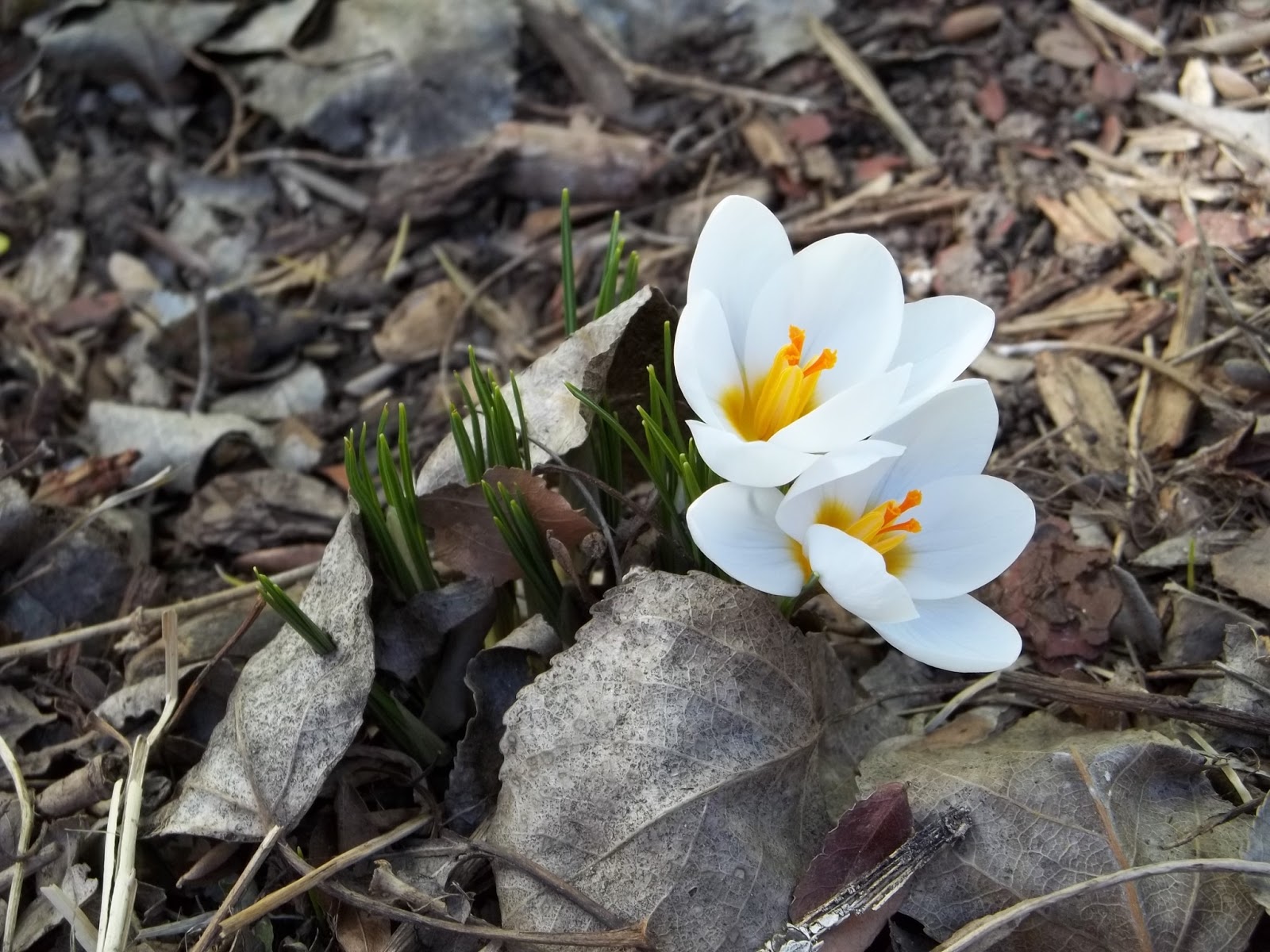 Crocus Weather And Then Some >> Kids Dirt Crocus Weather And Then Some >> Kids Dirt