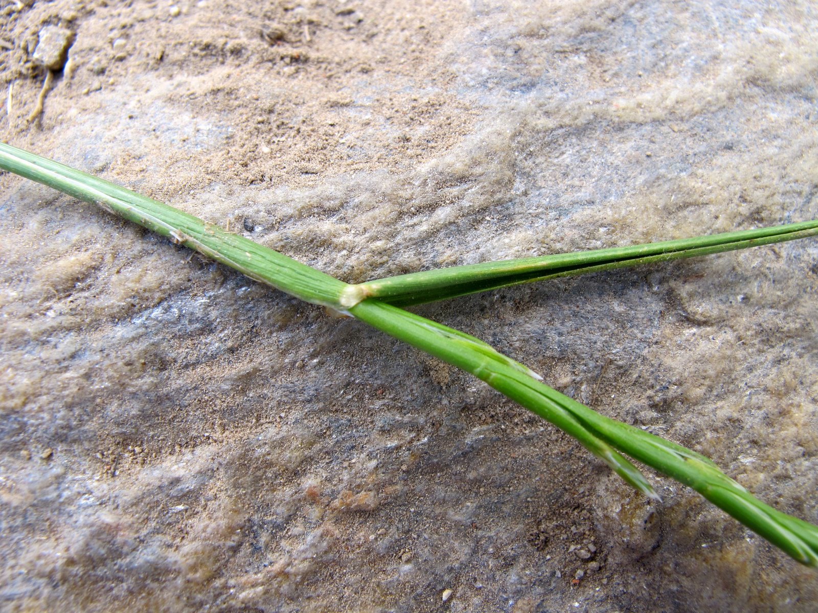 FLORA NEL SALENTO e.. anche altrove Lolium perenne L. Poaceae
