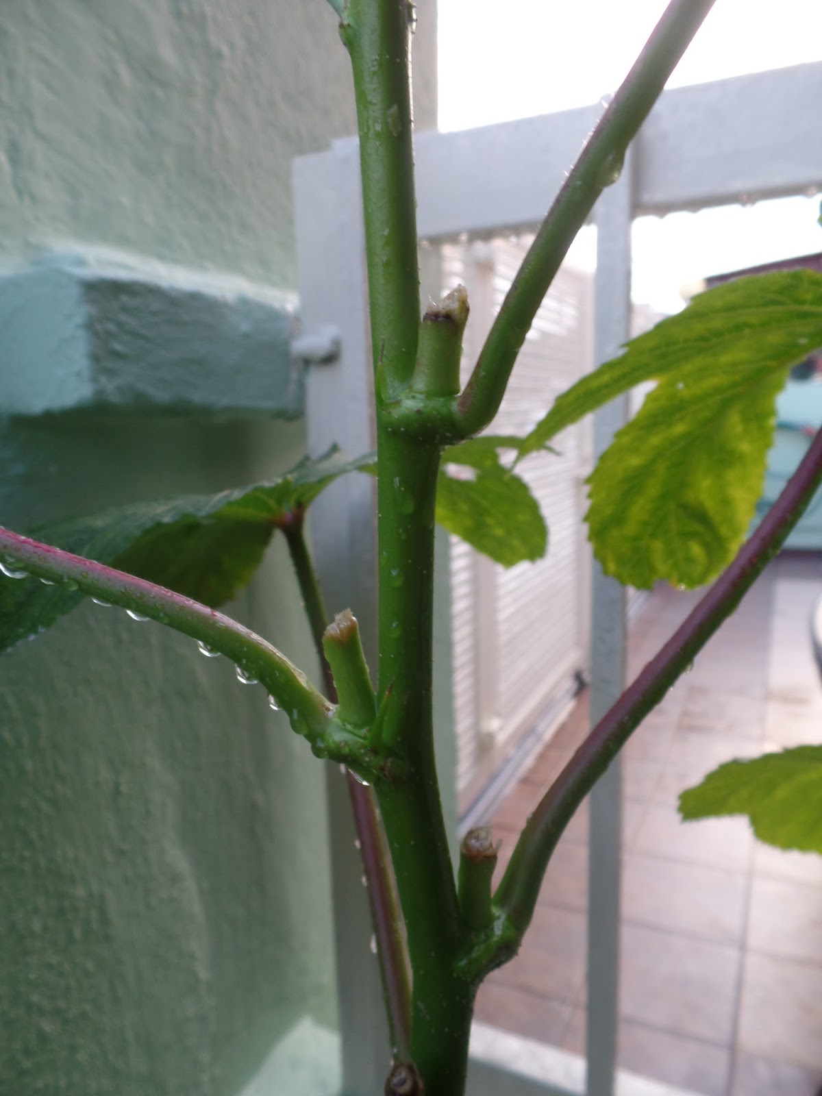 My Little Potted Garden Okra (Ladies Fingers) &amp; Belimbing
