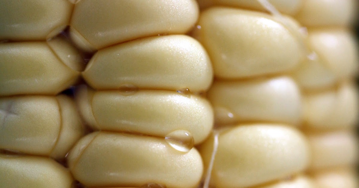 GMO Pundit a.k.a. David Tribe Supervitamin enriched corn with three