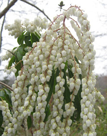 Future Plants By Randy Stewart Pieris