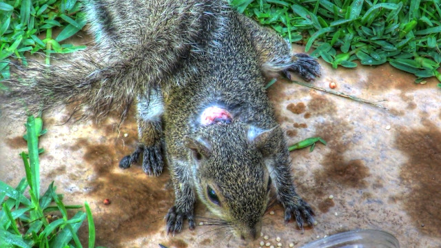 Helping Squirrels With Bot Fly Parasites