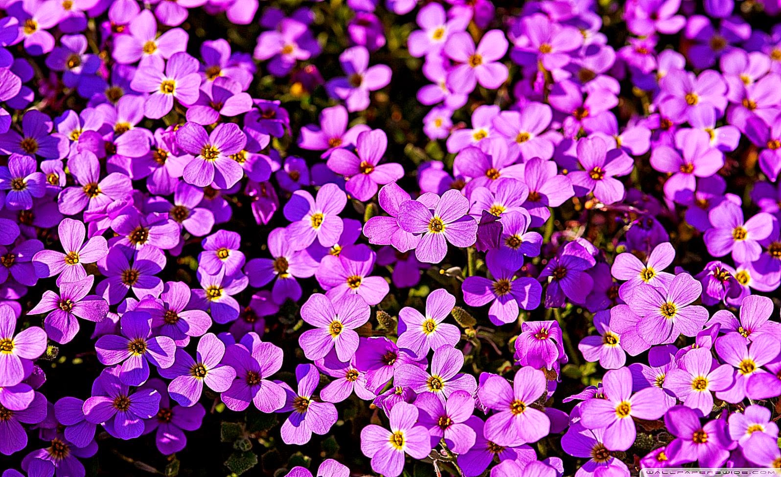 A Lot Of Purple Flowers HD desktop wallpaper High Definition A Lot Of Purple Flowers HD desktop wallpaper High Definition