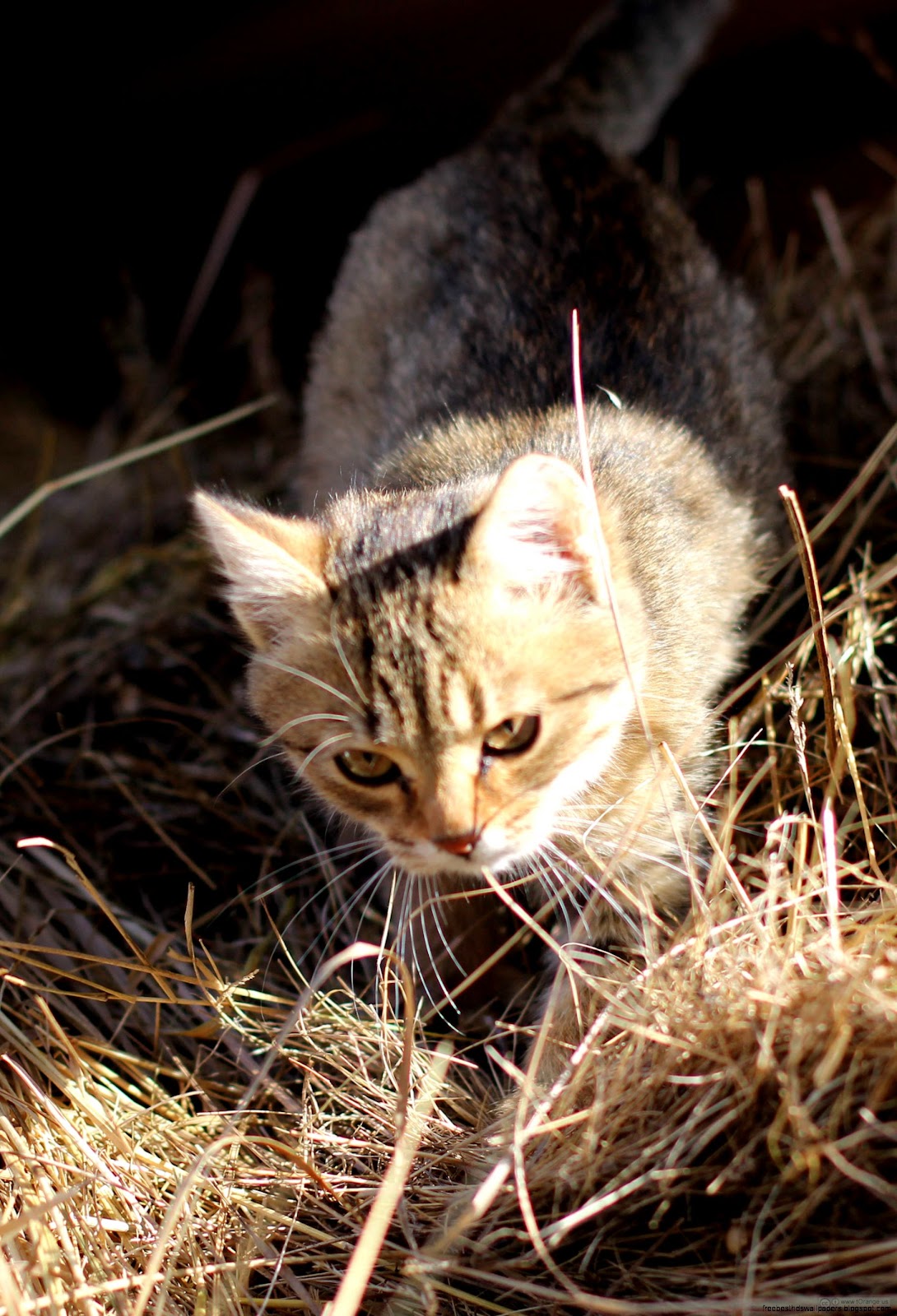 Cat Attack Animals Cat Attack Animals