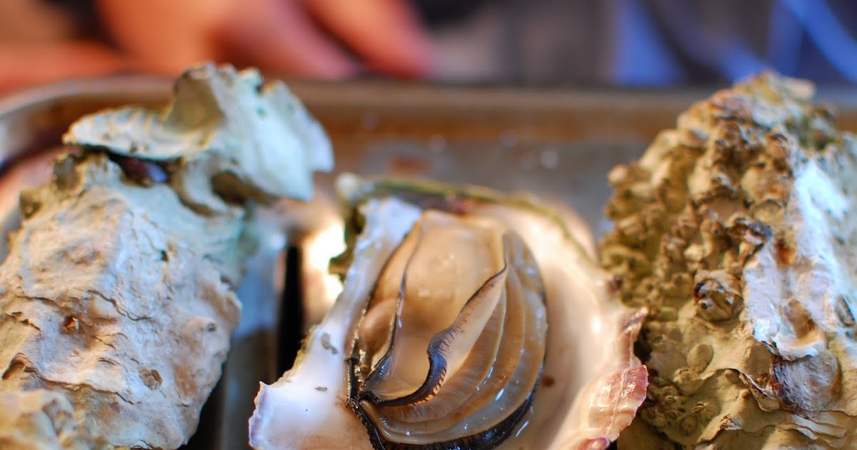 Monkey Puzzle Blog Oyster Eating