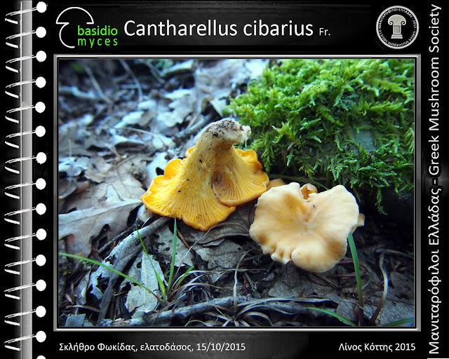Cantharellus cibarius Fr.