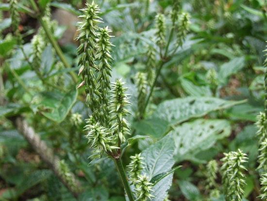 Achyranthes bidentata Blume; Amaranthaceae