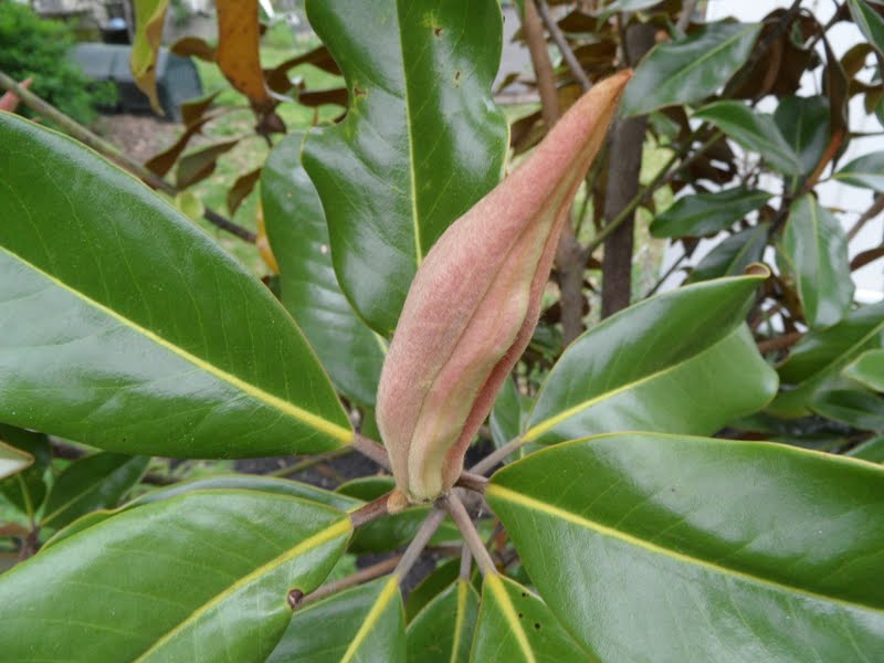 Magnolia Grandiflora 'Bracken's Brown Beauty' Bev's Playtime