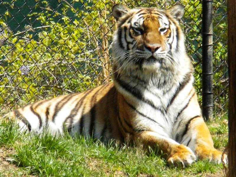 The Zoo Review Zoo Review Greensboro Science Center