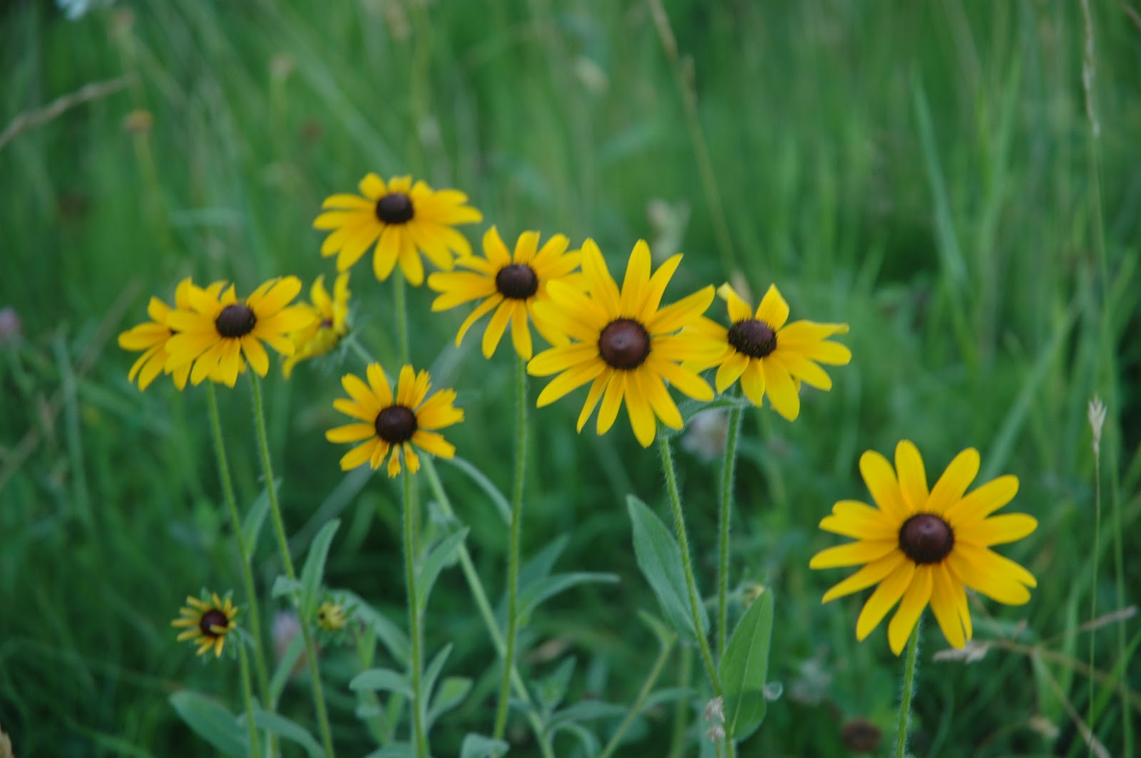 Country Comfy Corner Maine wildflowers...