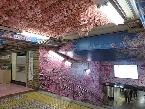 東京メトロ銀座線の上野駅に桜が彩った006