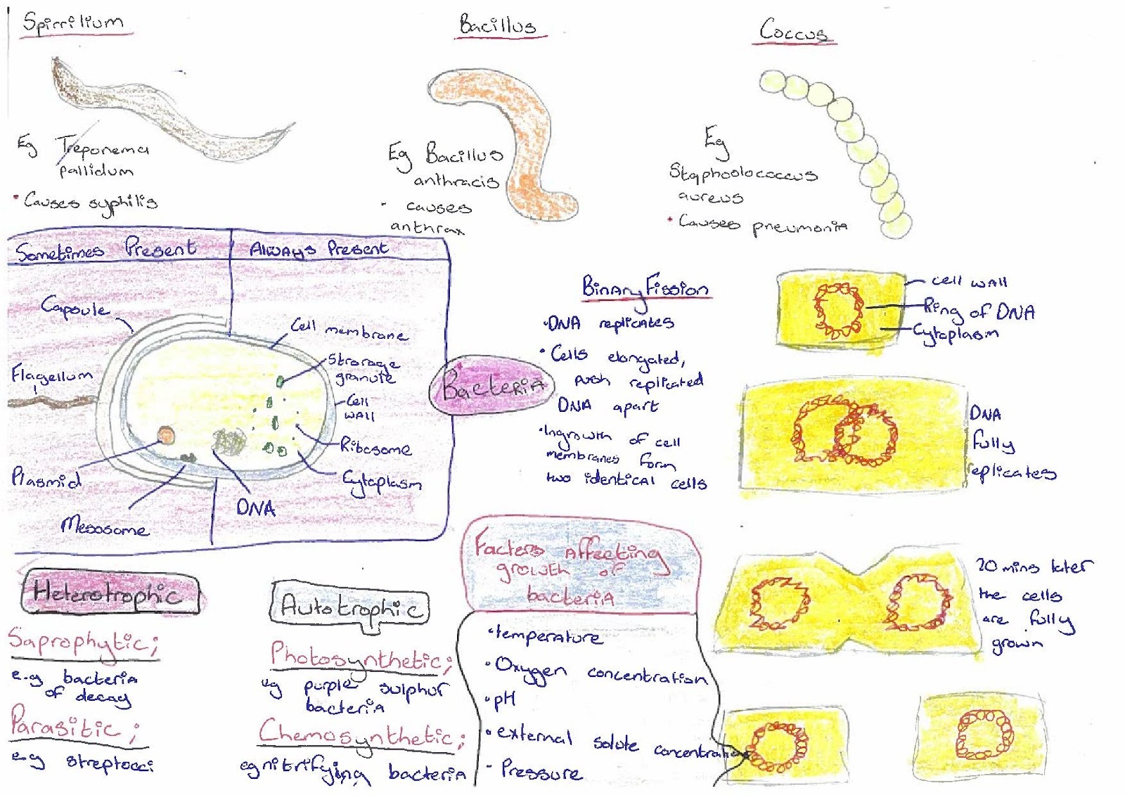 As level biology coursework help