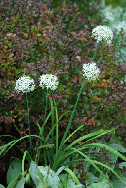White, silver and purple... a nice color combination with Allium tuberosum. White, silver and purple... a nice color combination with Allium tuberosum.