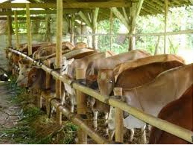 Ampas Tebu