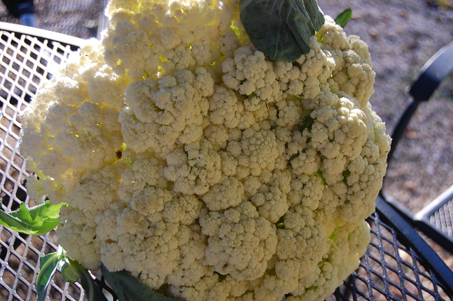 Mark and Lynn Are Famished Mark and Lynn discover Deer Run Farms
