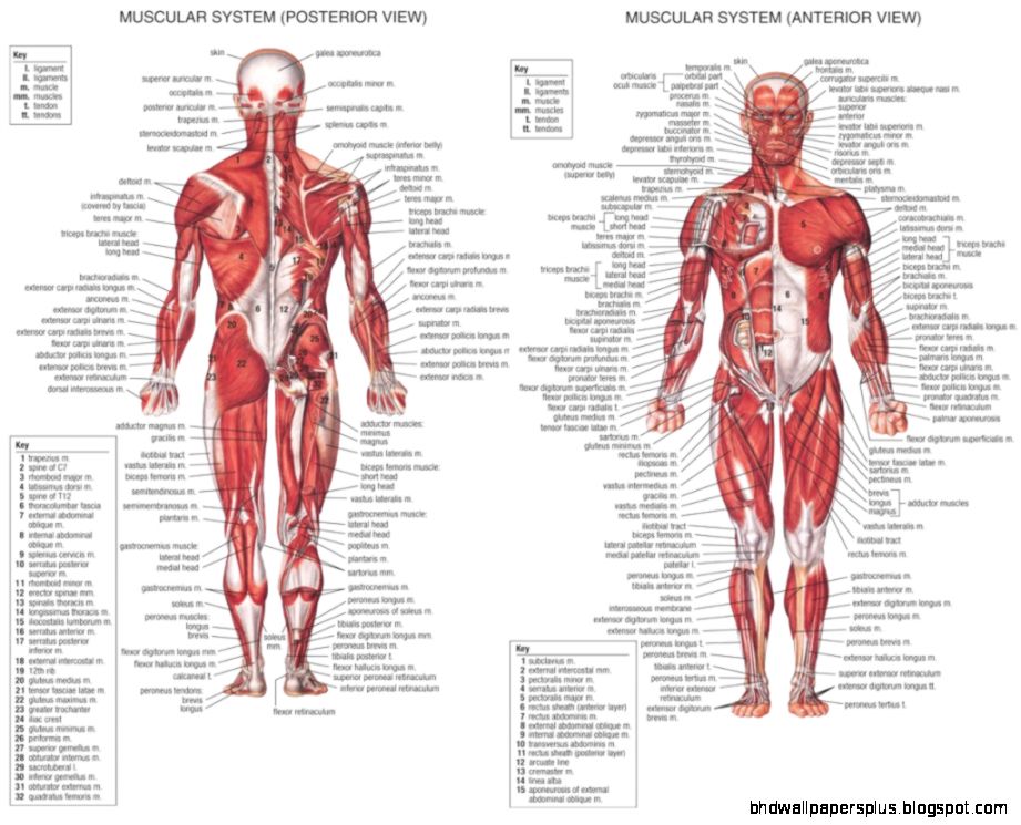 Human Anatomy Quiz HD Wallpapers Plus