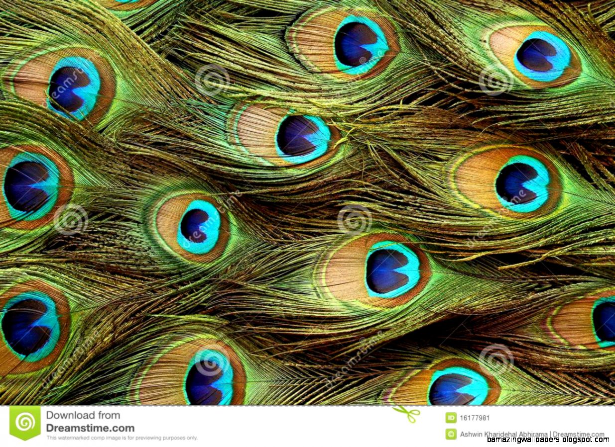 Peacock Feather Background Stock Image   Image 16177981 Peacock Feather Background Stock Image   Image 16177981