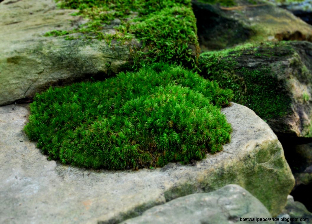 Moss Stone Moss Stone