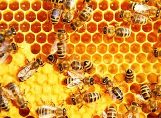 Panduan Budidaya Ternak Lebah Madu