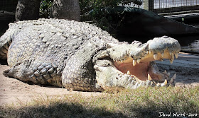 largest alligator in the world