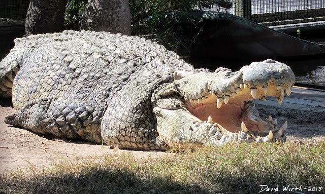 largest alligator in the world