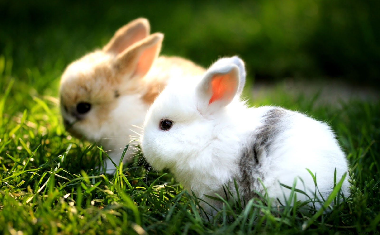 Cute Baby Bunny Rabbits Cute Baby Bunny Rabbits