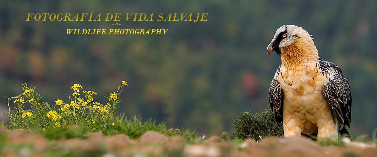 Fotografia de Vida Salvaje - Wildlife Photography