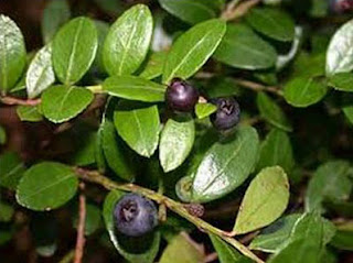 Box Huckleberry atau Gaylussacia Brachycera Tanaman Berumur Panjang