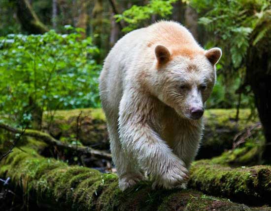 Real Extinct Animals