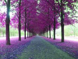 Pretty Nature Pics