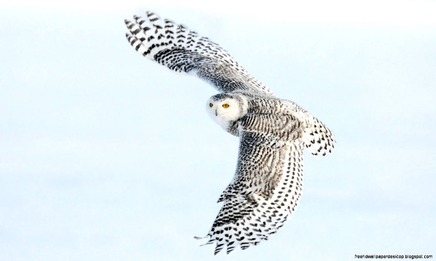 Snowy White Owl Drawing Snowy White Owl Drawing