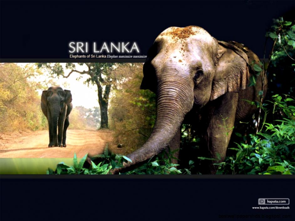Wallpapers Sri Lanka Calendar 1024x768 126641 sri lanka Wallpapers Sri Lanka Calendar 1024x768 126641 sri lanka