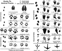 Identifying Animal tracks (when it snows!)