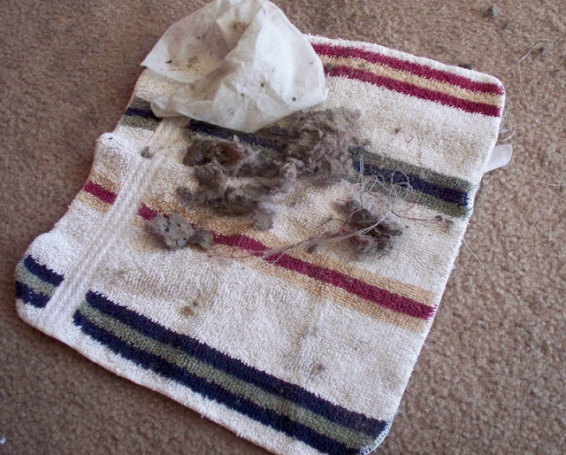 How to Clean a Hoover Wind Tunnel Vacuum By Hilary Jordan