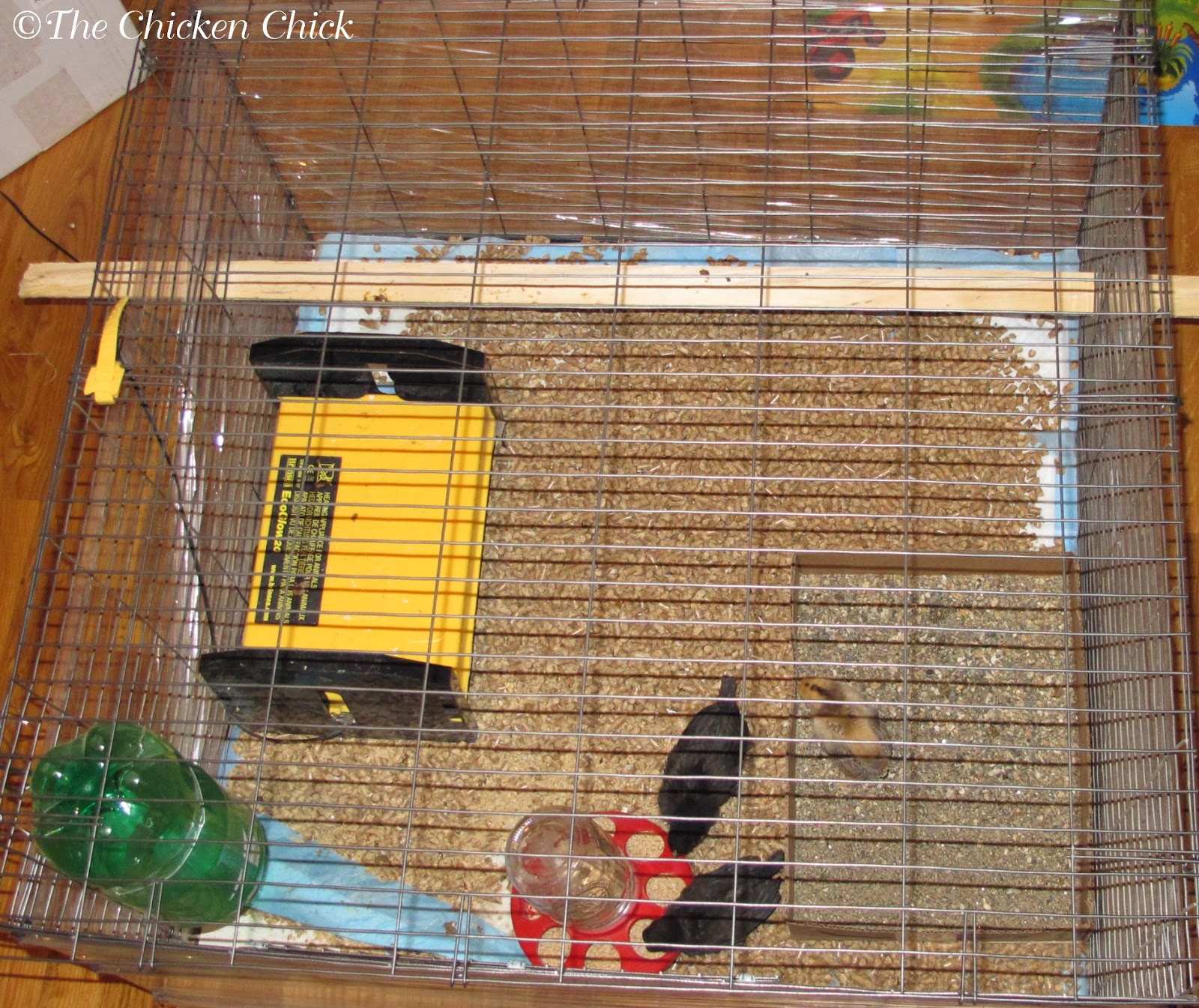 The Chicken Chick® How to Build a Better Brooder for Raising Baby Chicks