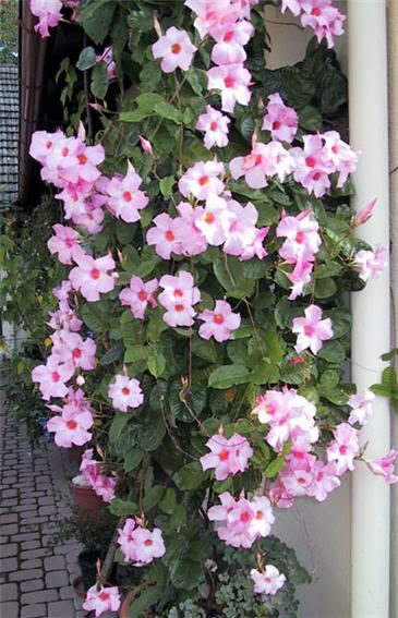 hellenabeautyfloricultura.blogspot.com hellenabeauty@hotmail.com