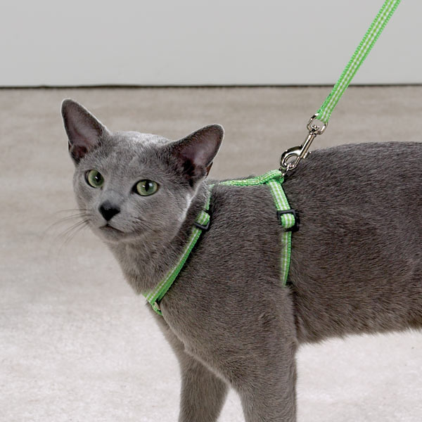 Un viejo gato azul