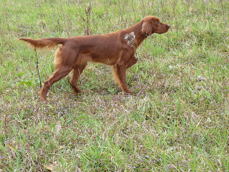 Irish Setter