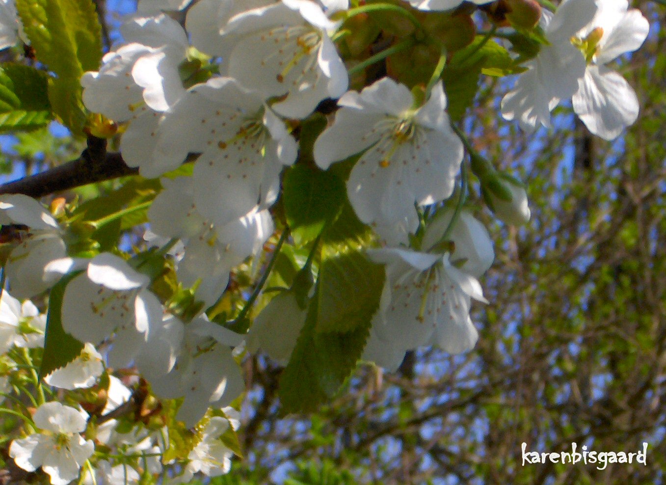Karen`s Nature Photography Closeup on beautiful blooming Fruit Tree.