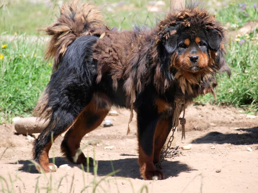 The 20 Cutest Pictures of Tibetan Mastiff Dogs The Stuff Makes Me Happy
