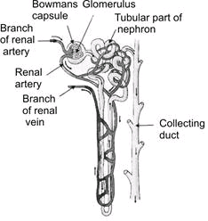 nephron class structure ncert 10th kidney science processes solutions renal tubule blood ch nephrons chapter glomerulus capsule bowman components million