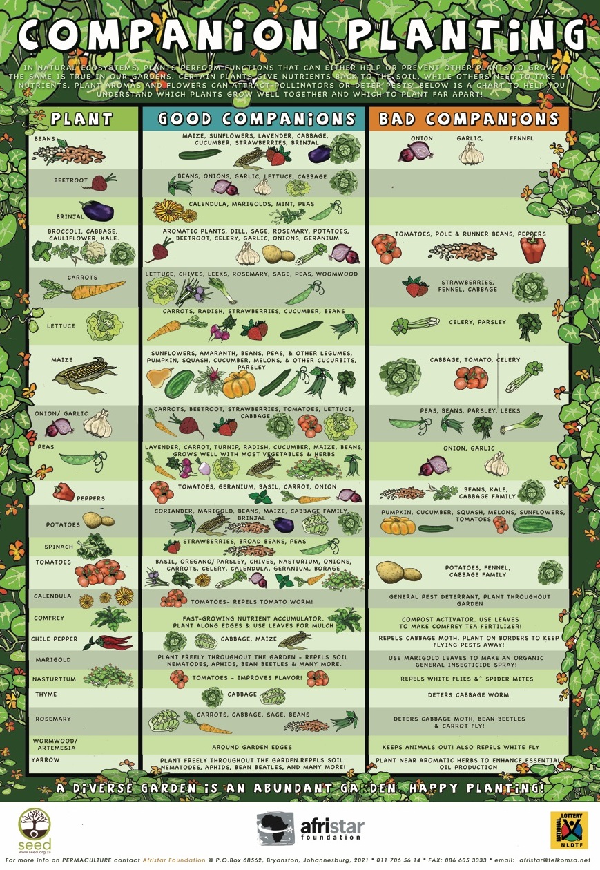 Veg Companion Planting Chart