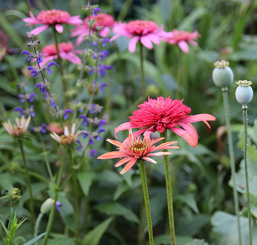 Bloomingwriter Gardening in Nova Scotia Top Ten Easy Perennials
