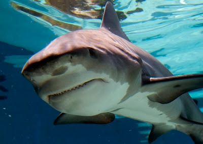 Animal Bull Shark