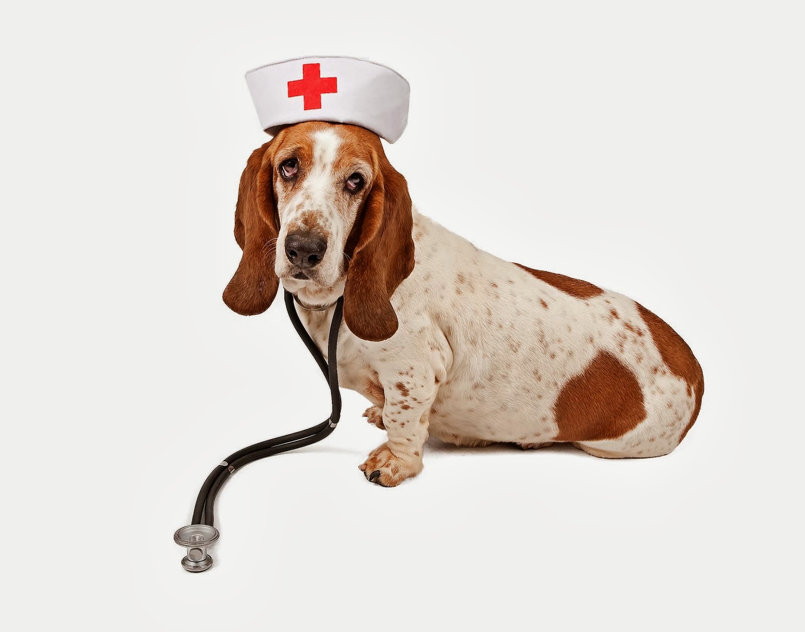 Basset Hound Nurse Diy Dog Stuff Dogs Dog Ages