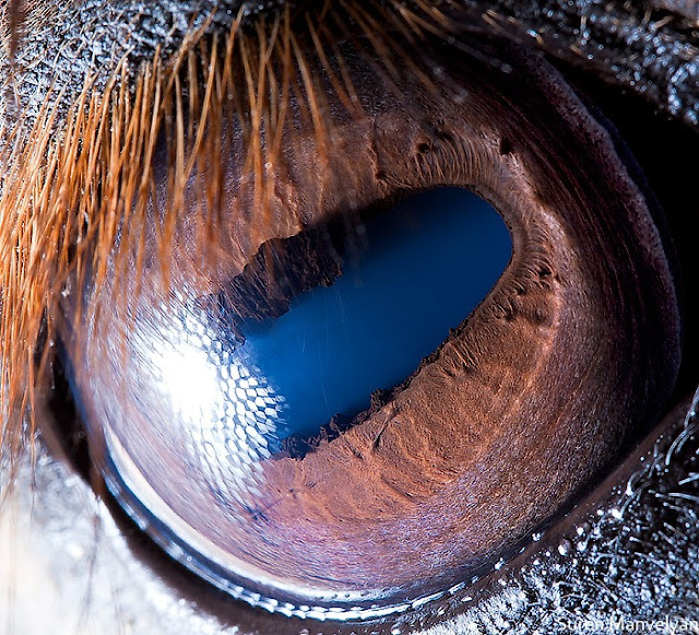 Stunning close-up pictures of animal eyes, animal eyes, close-up pictures, animal close-up