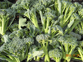 さとう家の野菜畑 茎ブロッコリー